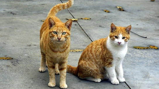 Gatos en la calle Gatos en la calle