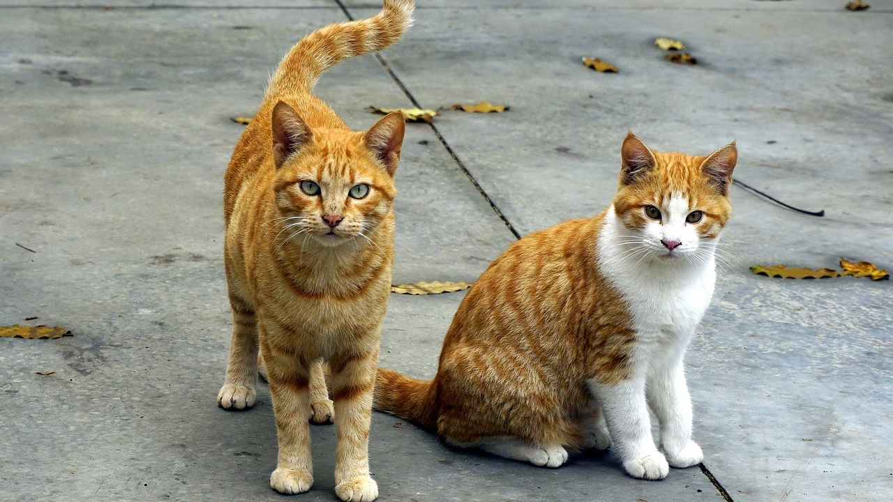 Gatos en la calle