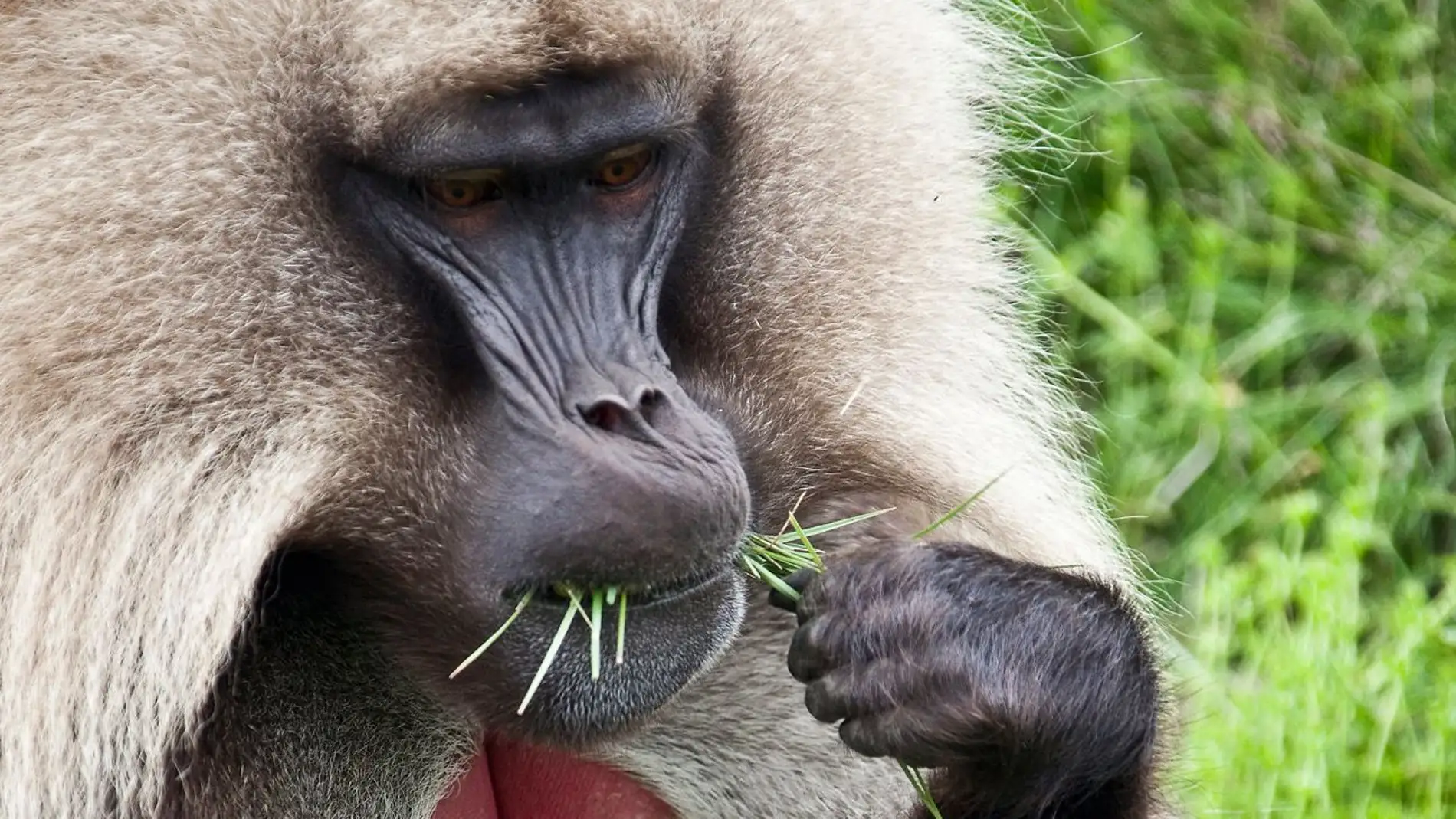 Babuino gelada de Etiopía