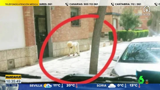 Un hombre se disfraza de perro para salir a la calle y saltarse el confinamiento por coronavirus Un hombre se disfraza de perro para salir a la calle y saltarse el confinamiento por coronavirus
