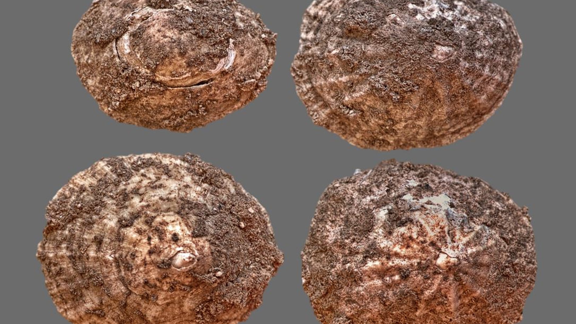 Los neandertales fueron pioneros en la explotacion de recursos marinos