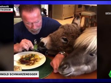Comiendo junto a un burro y un poni: así están pasando la cuarentena Arnold Schwarzenegger y otros famosos Comiendo junto a un burro y un poni: así están pasando la cuarentena Arnold Schwarzenegger y otros famosos