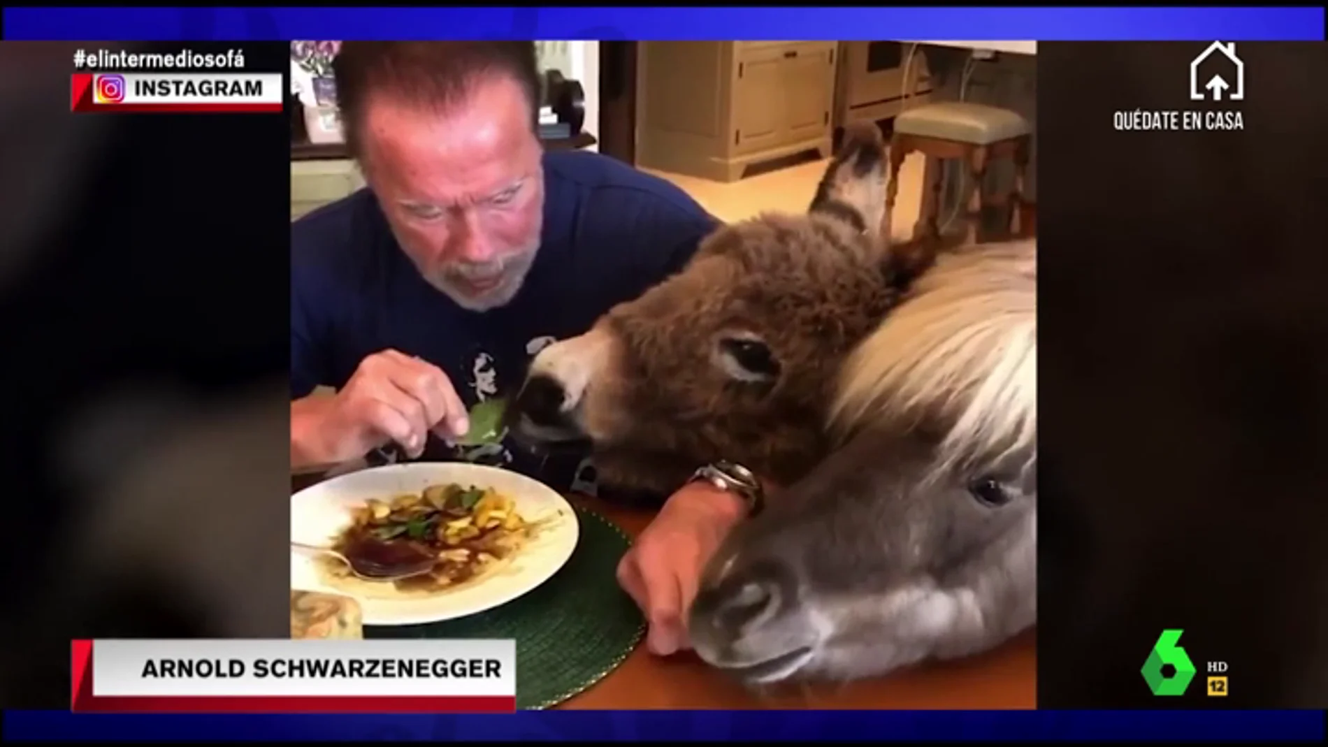 Comiendo junto a un burro y un poni: así están pasando la cuarentena Arnold Schwarzenegger y otros famosos