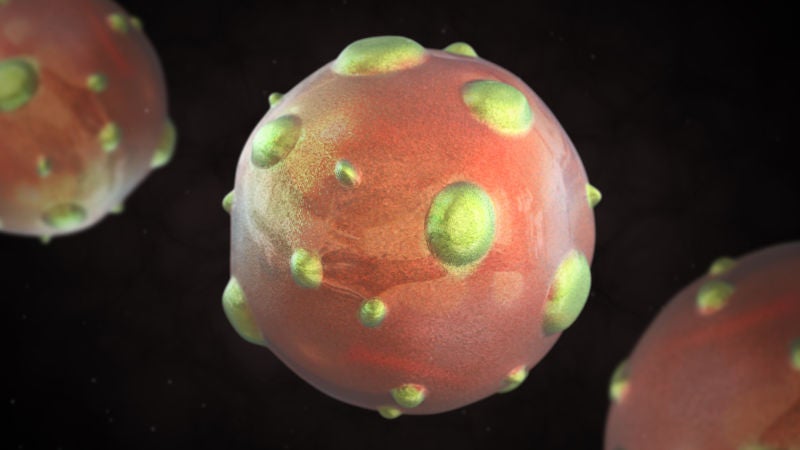 Hantavirus, la infección que preocupa en China en mitad de la epidemia de COVID-19