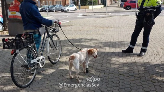 La mujer llevaba a su perro, con una prótesis, atado al manillar de su bici La mujer llevaba a su perro, con una prótesis, atado al manillar de su bici