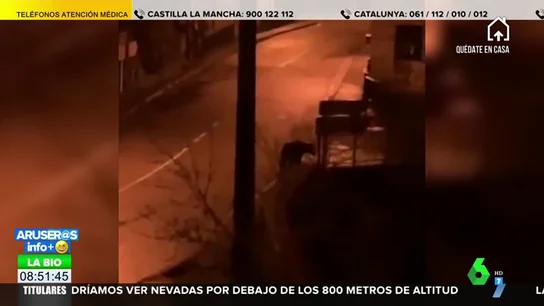 oso foca oso foca