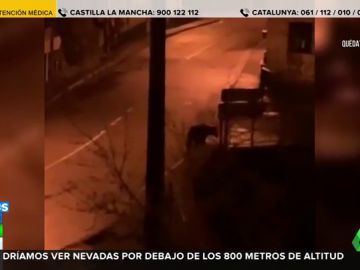 oso foca oso foca