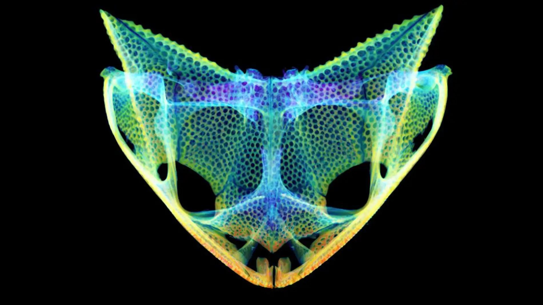 Cráneo de la rana de cabeza triangular cornuda incubadora