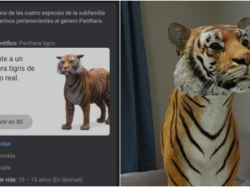 Google 'mete' a un tigre en nuestro salón Google 'mete' a un tigre en nuestro salón