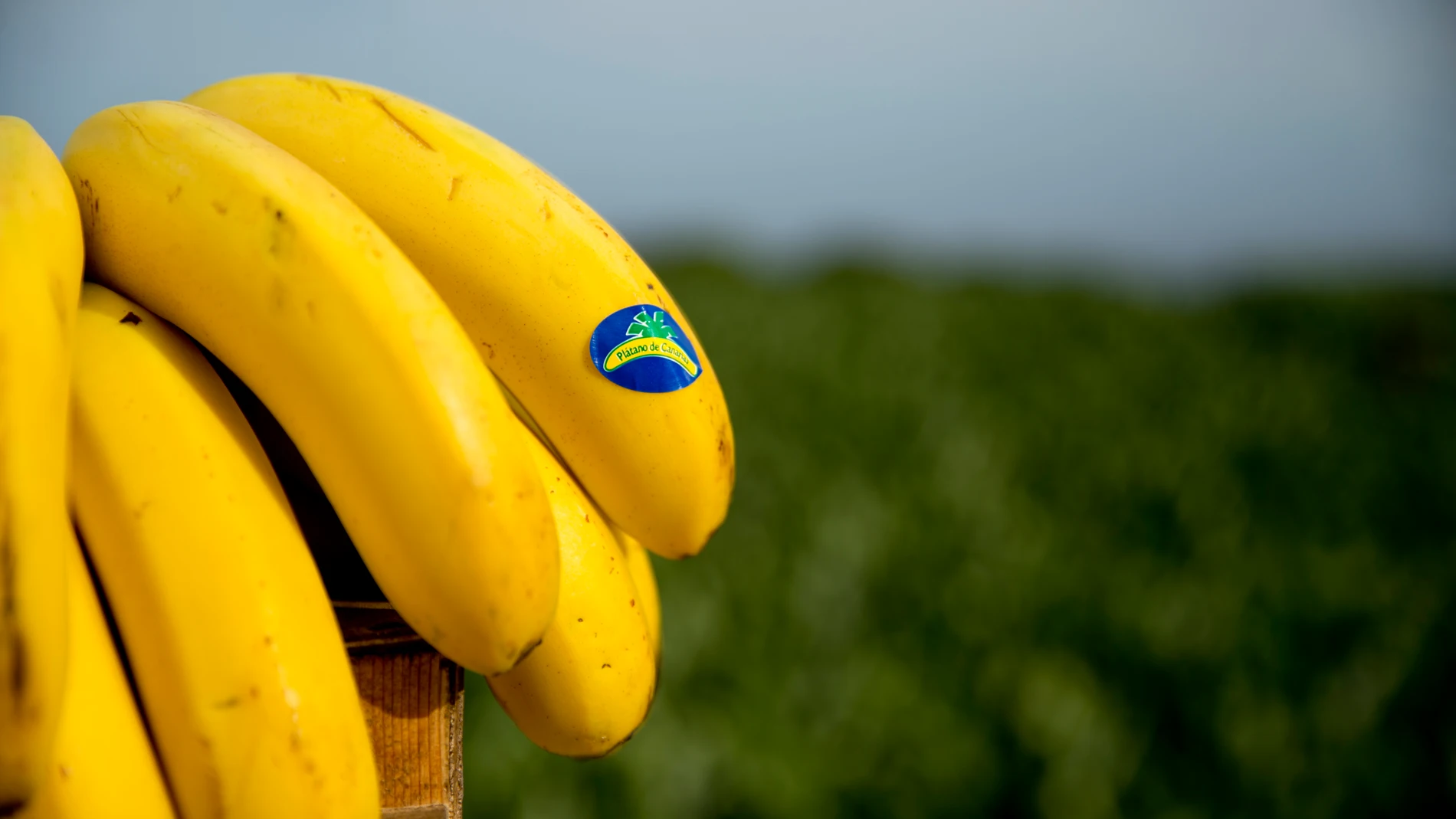 El plátano es una de las frutas más consumidas en España durante todo el año