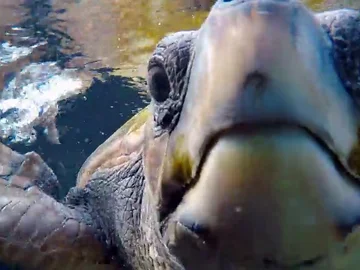 Marta Torné descubre los efectos de la contaminación en las tortugas marinas 