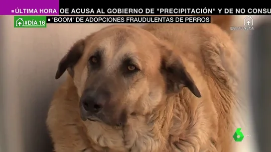 perros perros