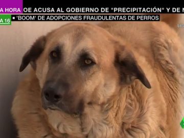 perros perros