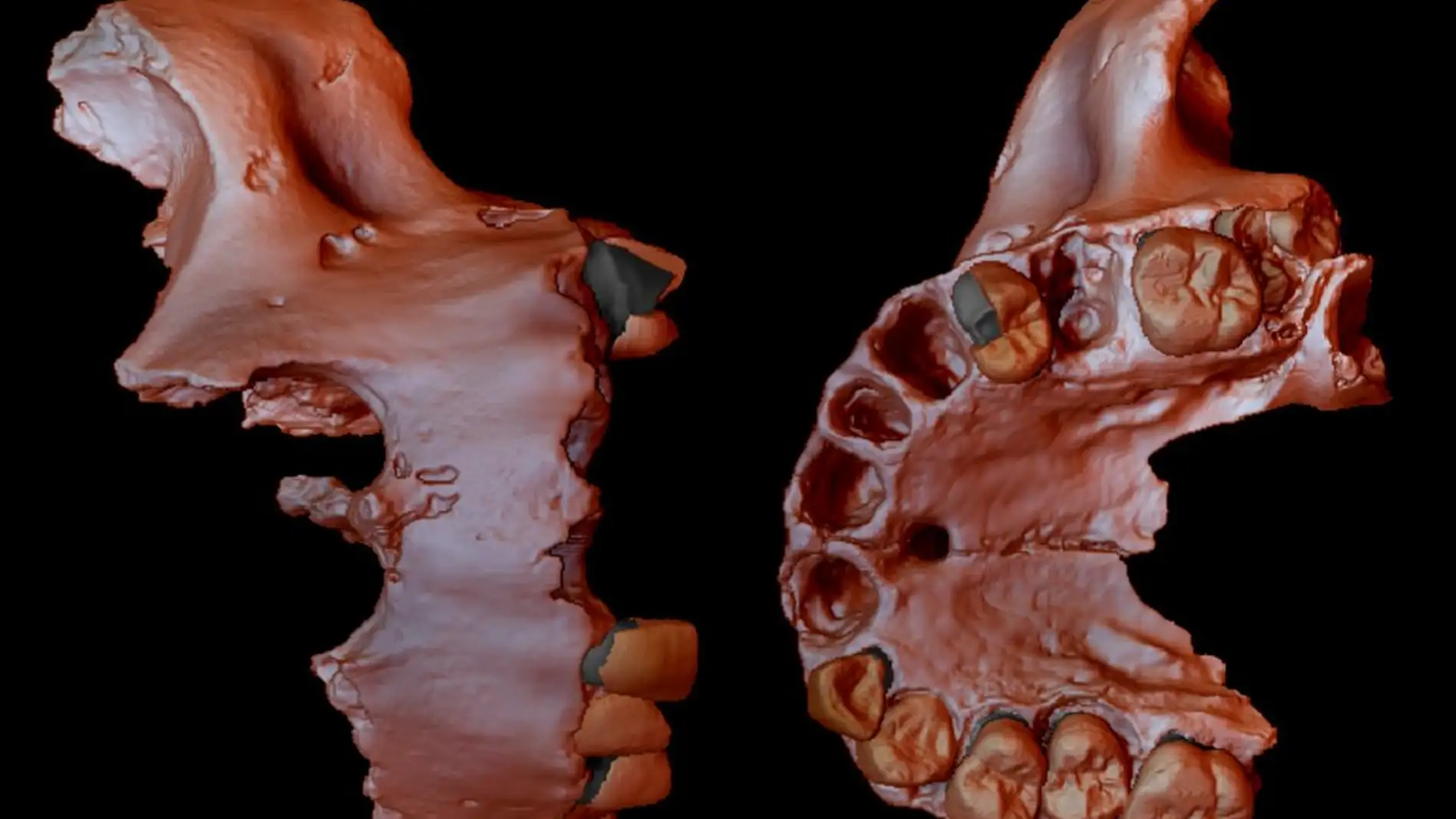 Obtienen la evidencia genetica humana mas antigua hasta la fecha