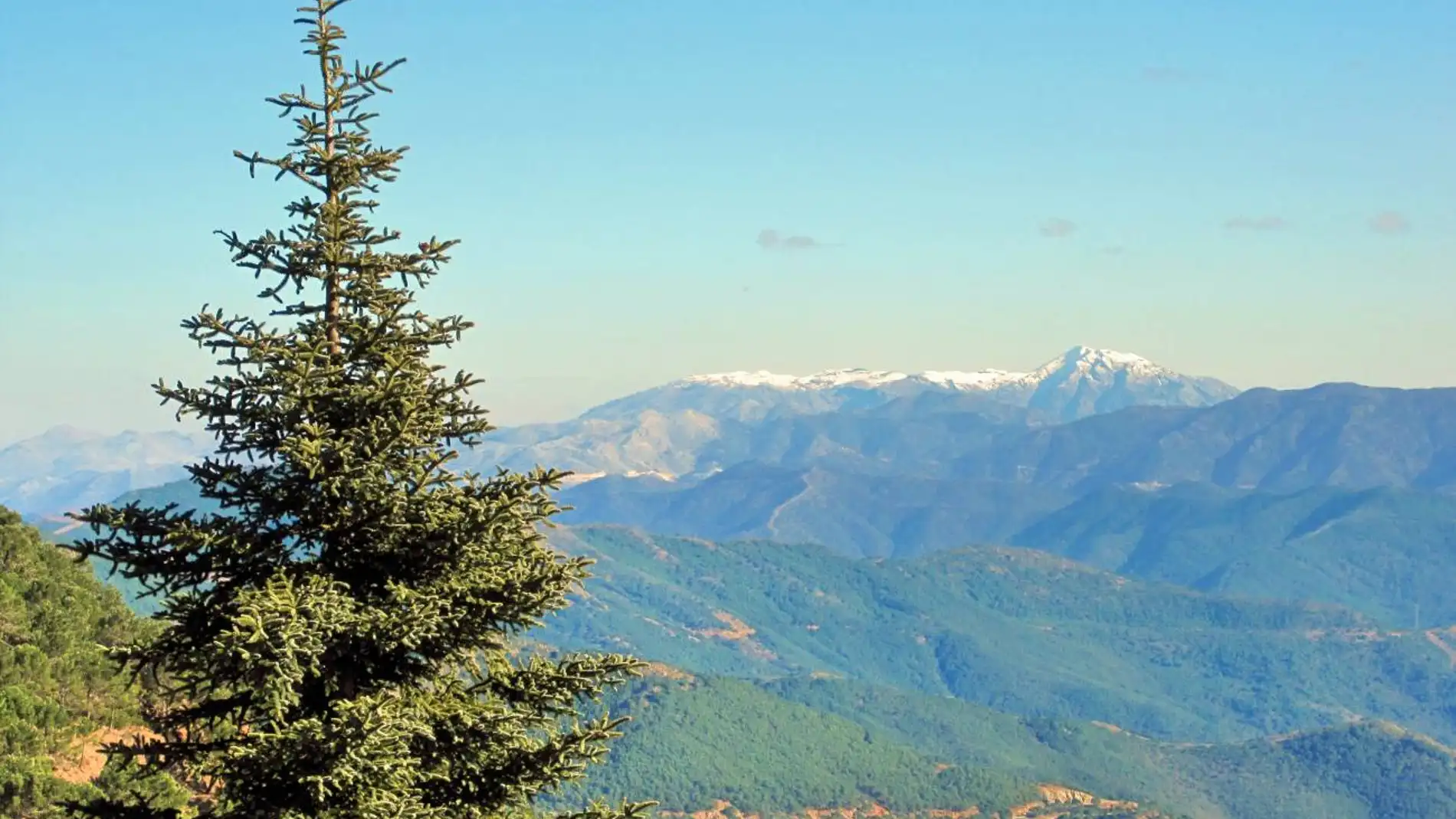 La especie de abeto Abies pinsapo en Sierra Bermeja (Málaga, España).