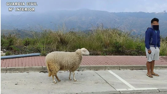 Un hombre paseando a una oveja Un hombre paseando a una oveja
