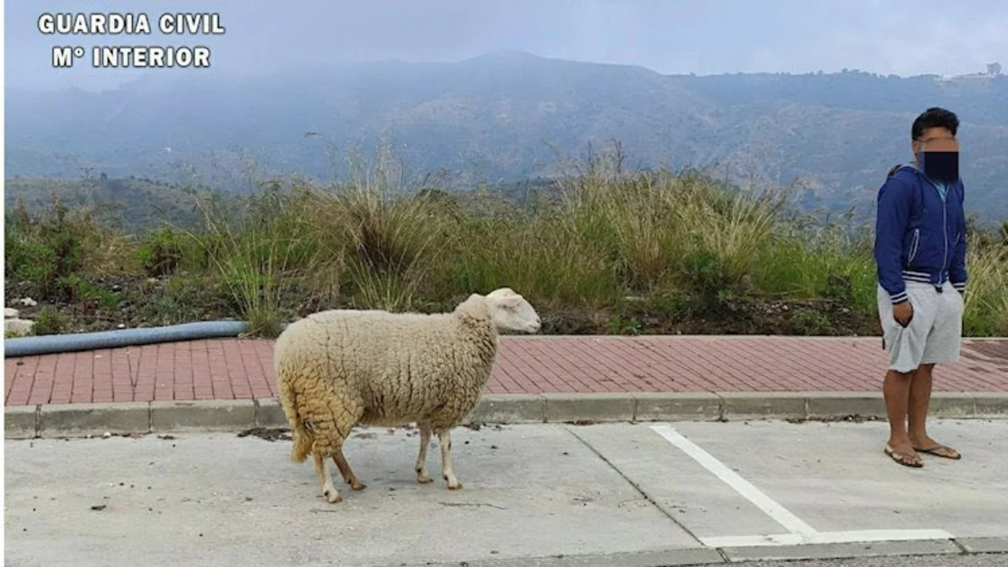 Un hombre paseando a una oveja Un hombre paseando a una oveja