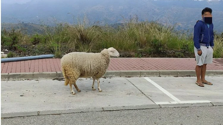 Un hombre paseando a una oveja