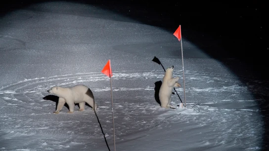 "Oso polar y su cría", de Esther Horvath par el New York Times, 10 de octubre del 2019 "Oso polar y su cría", de Esther Horvath par el New York Times, 10 de octubre del 2019
