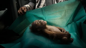  cuerpo de un orangután de un mes de edad yace en el paño quirúrgico de un equipo de rescate, cerca de la ciudad de Subulussalam, Sumatra, Indonesia
