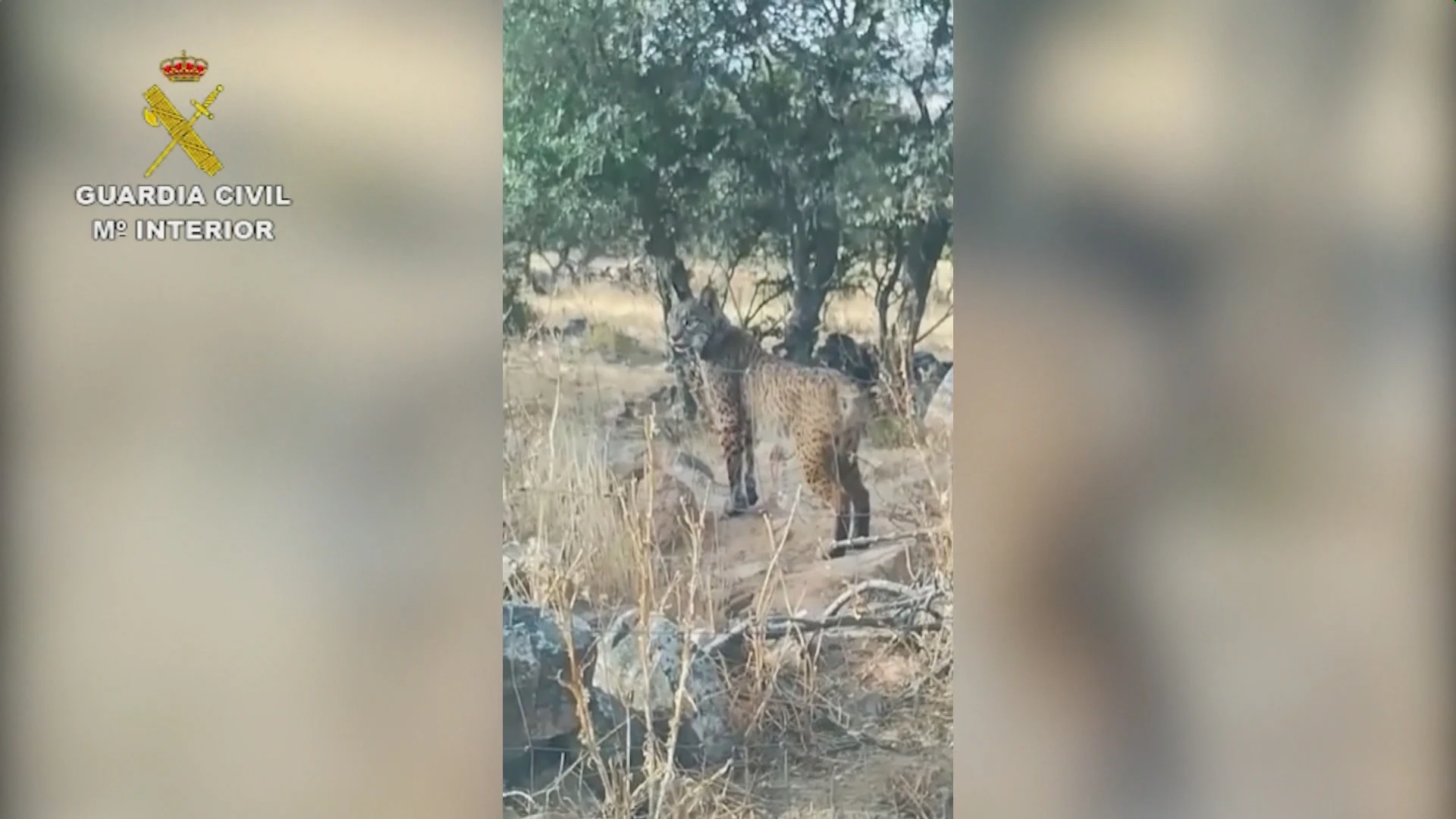 Imagen de archivo de un lince