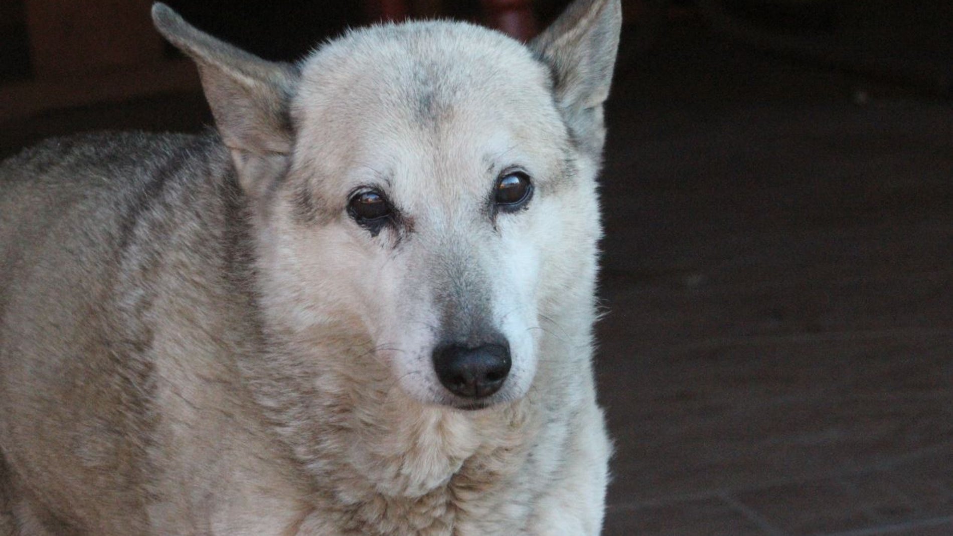 Perro longevo
