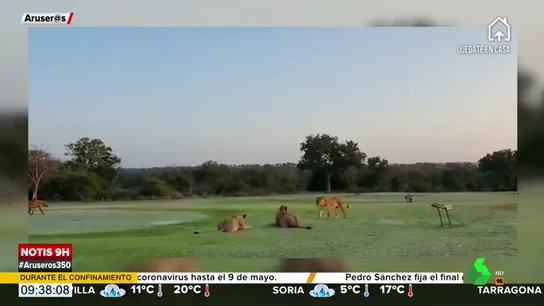 Así actúan los animales debido al confinamiento: un grupo de leones invade un campo de golf Así actúan los animales debido al confinamiento: un grupo de leones invade un campo de golf