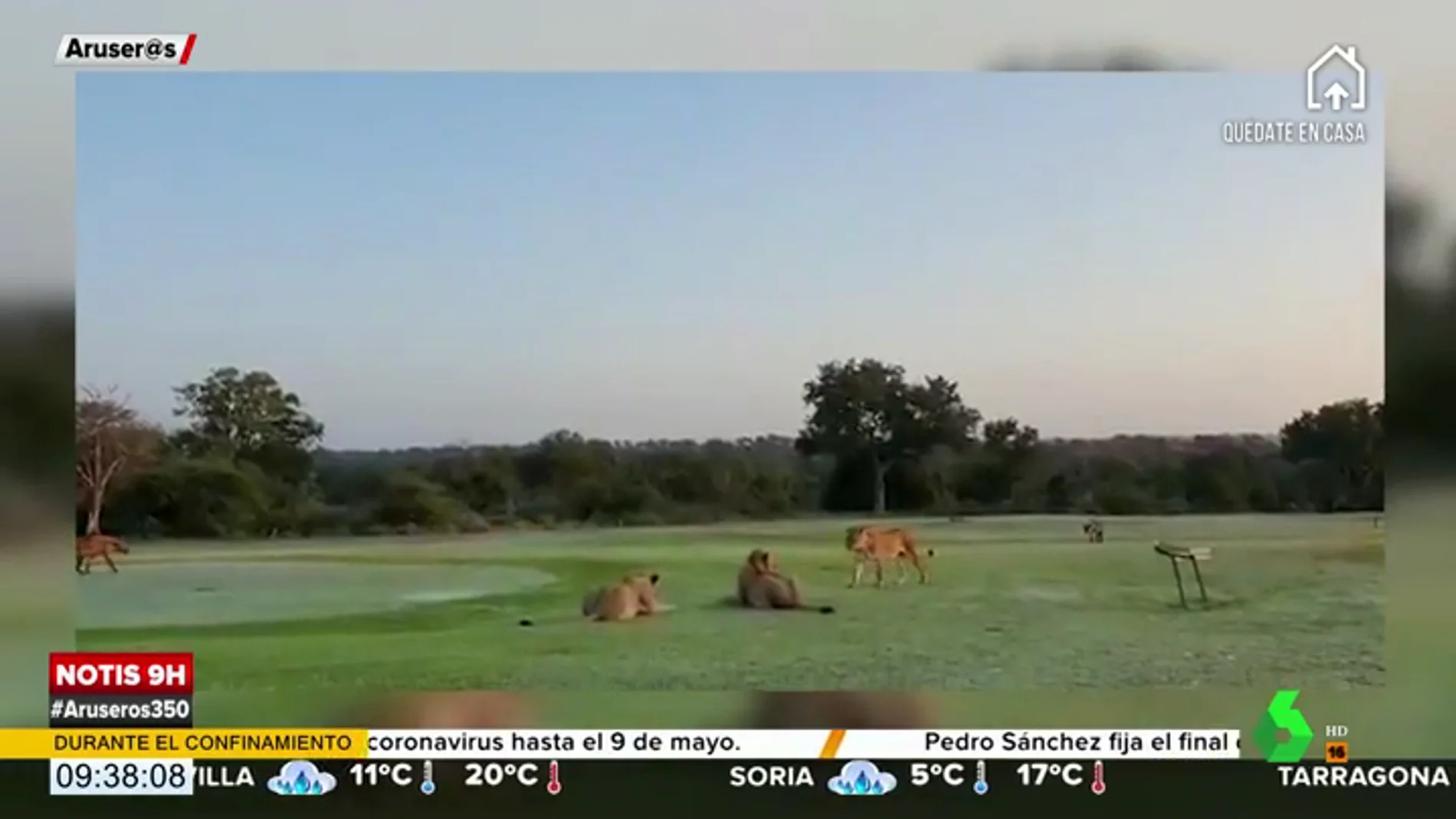 Así actúan los animales debido al confinamiento: un grupo de leones invade un campo de golf