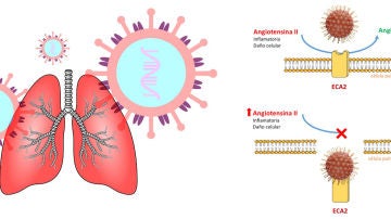 Farmacos candidatos para tratar las complicaciones pulmonares del coronavirus