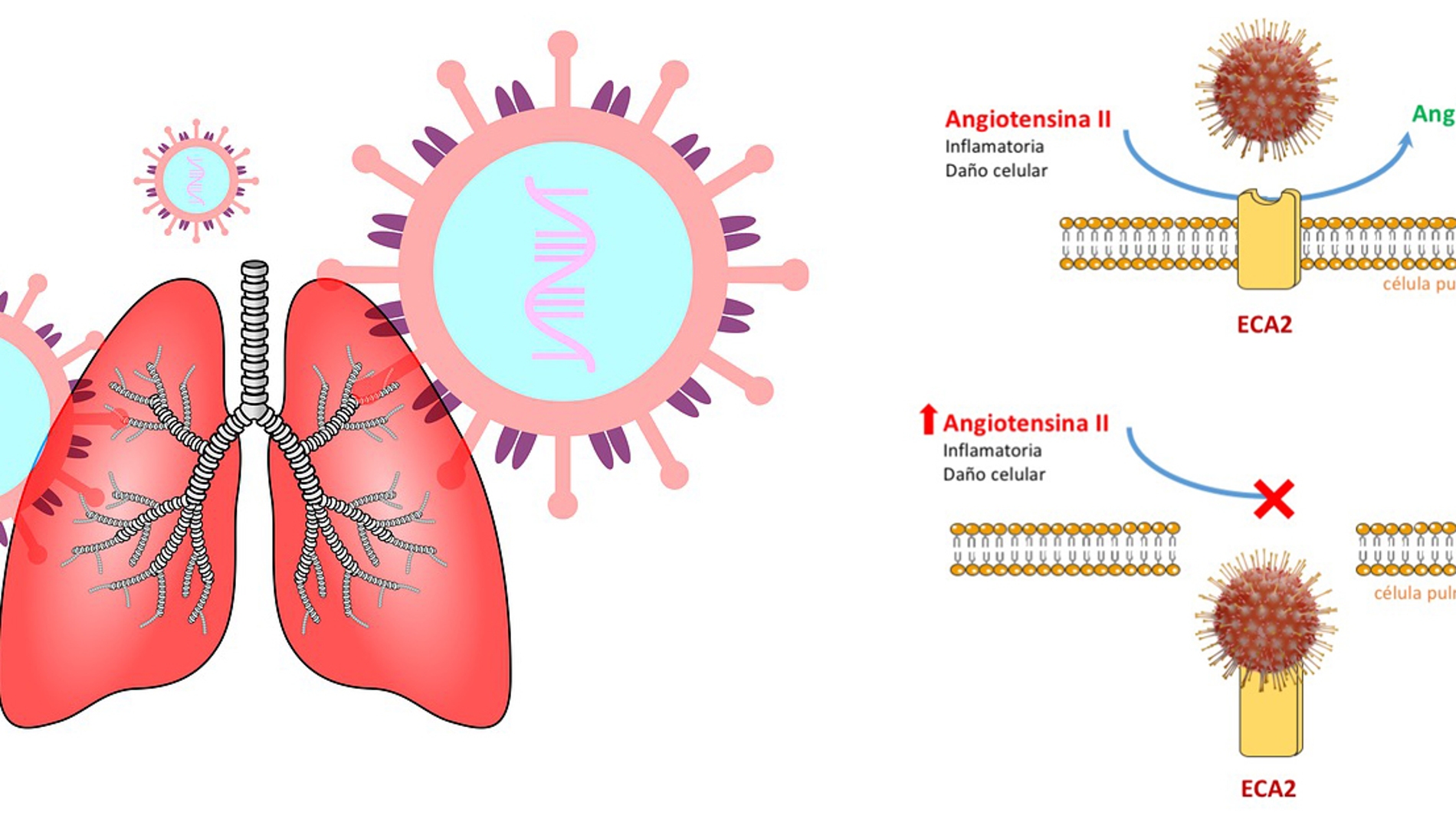 Farmacos candidatos para tratar las complicaciones pulmonares del coronavirus