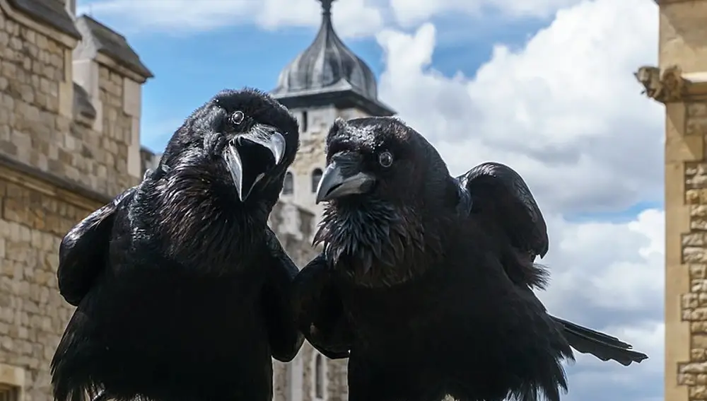 Cuervos en la Torre de Londres