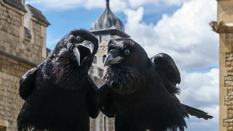 Cuervos en la Torre de Londres