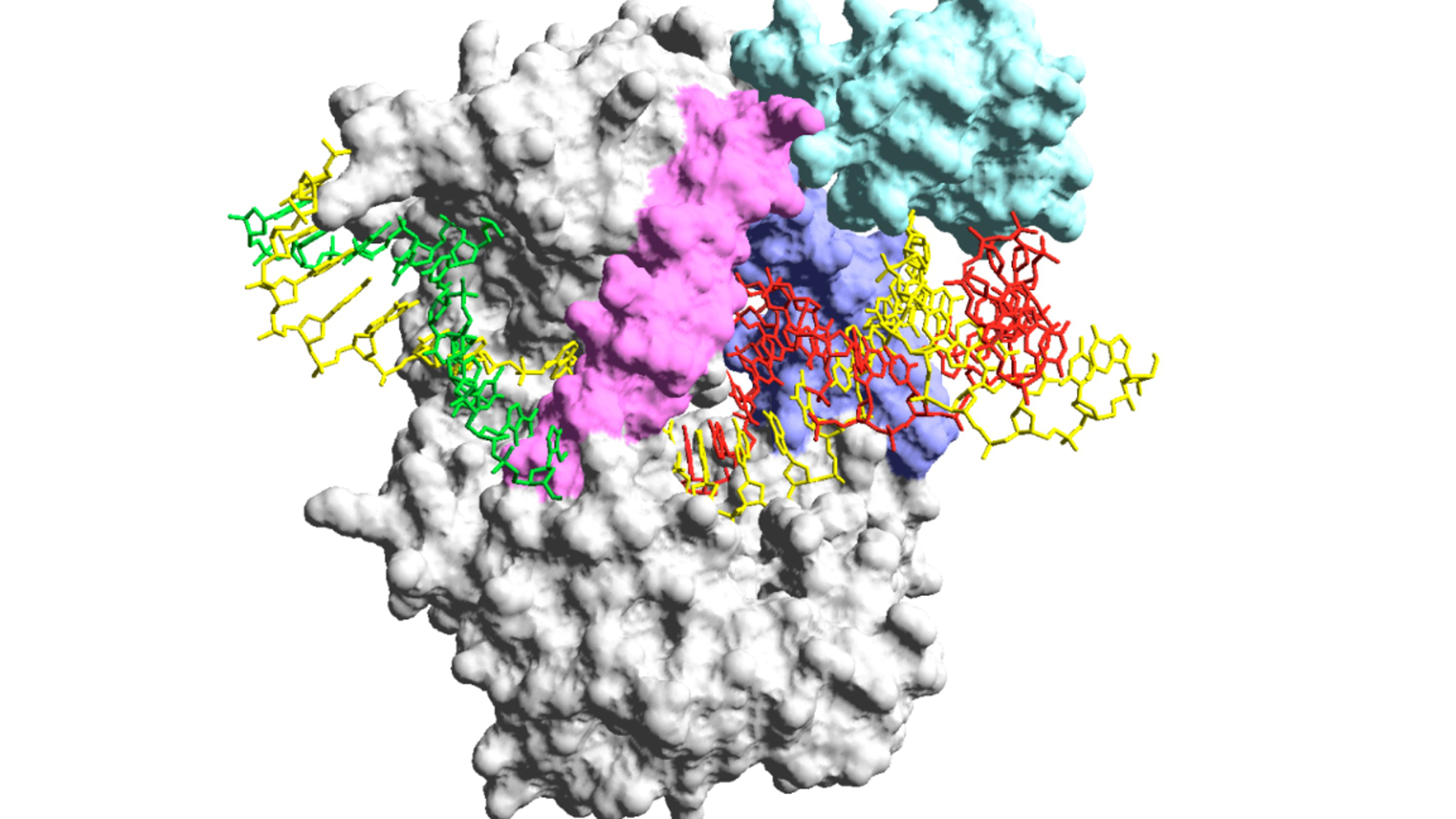 La tecnica inventada por Margarita Salas candidata para detectar el coronavirus