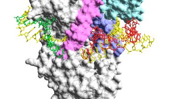 Estudian usar la tecnica de ADN polimerasa del virus phi29 descubierta por Margarita Salas para detectar el SARS Cov 2