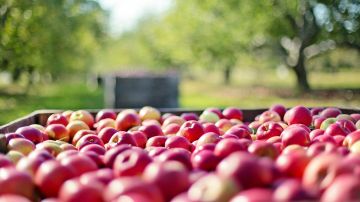 Expertos reclaman un cambio radical del sistema alimentario europeo para garantizar su sostenibilidad