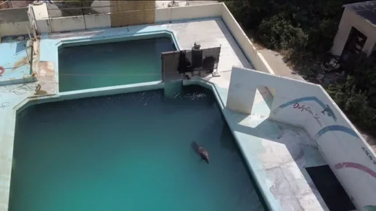 Honey, sola en su tanque del parque cerrado Honey, completamente sola en su tanque del parque cerrado