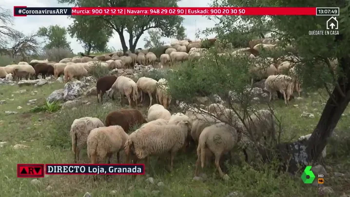 Escasez de esquiladores en España por la crisis del COVID-19