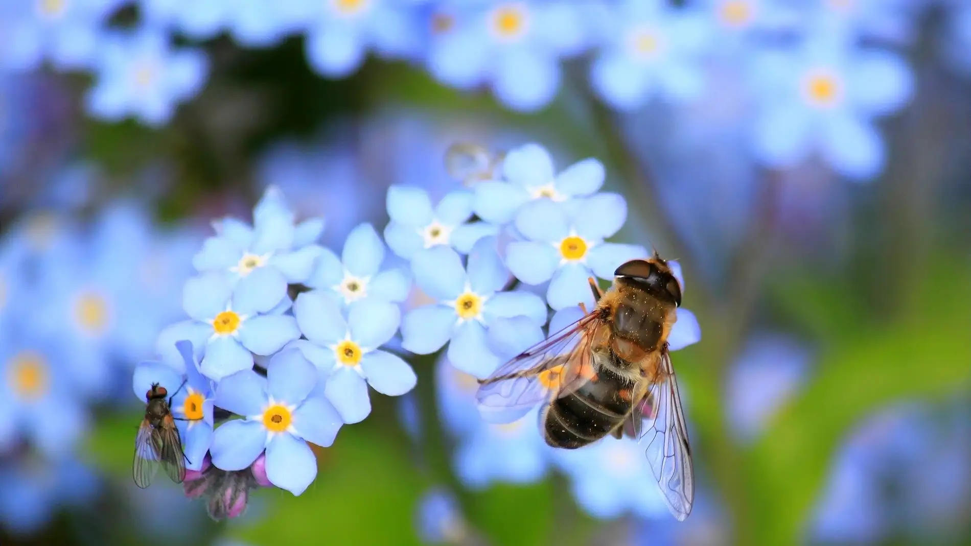 Abeja sobre una flor