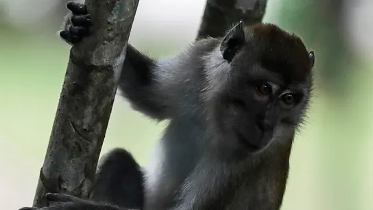 Un macaco, en una imagen de archivo Un macaco, en una imagen de archivo