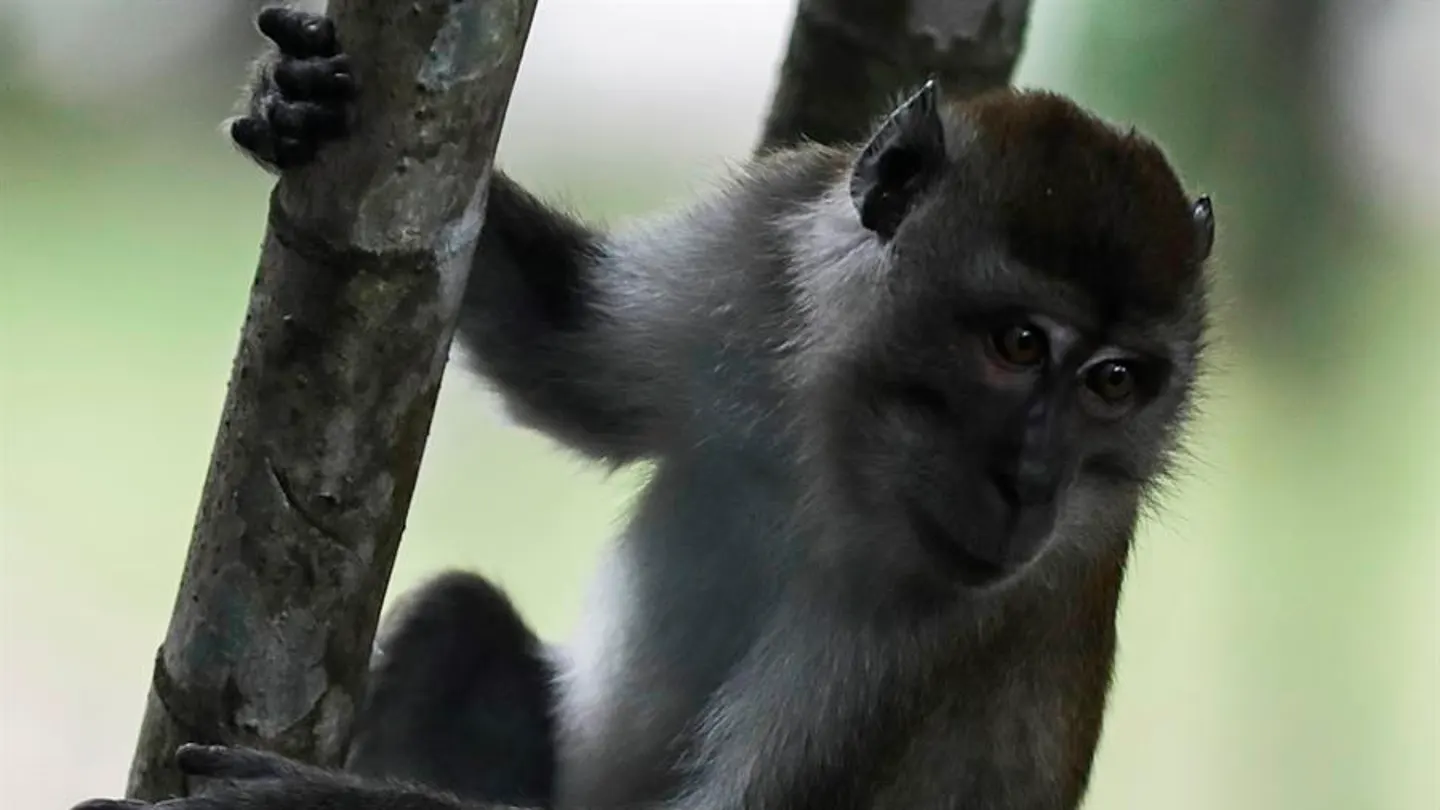 Un macaco, en una imagen de archivo Un macaco, en una imagen de archivo