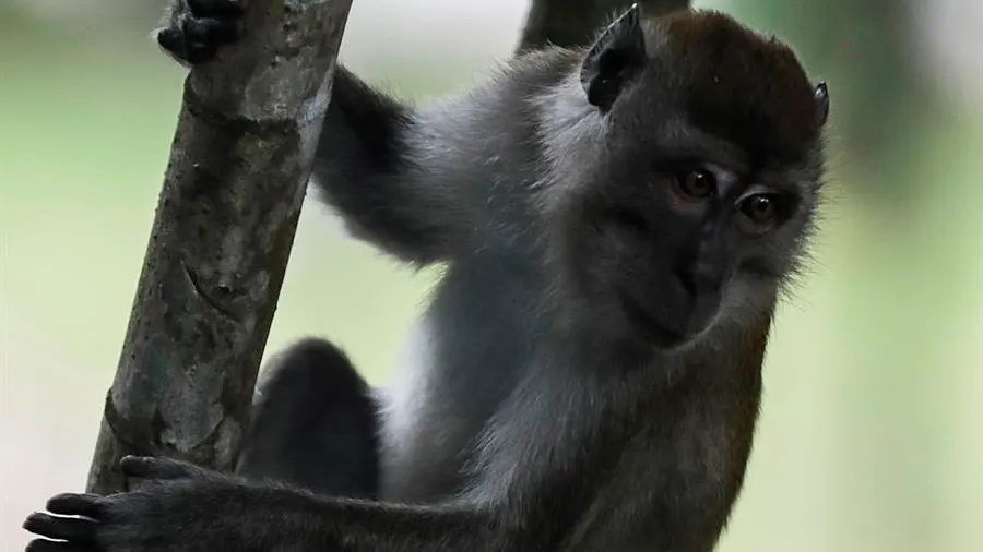 Un macaco, en una imagen de archivo