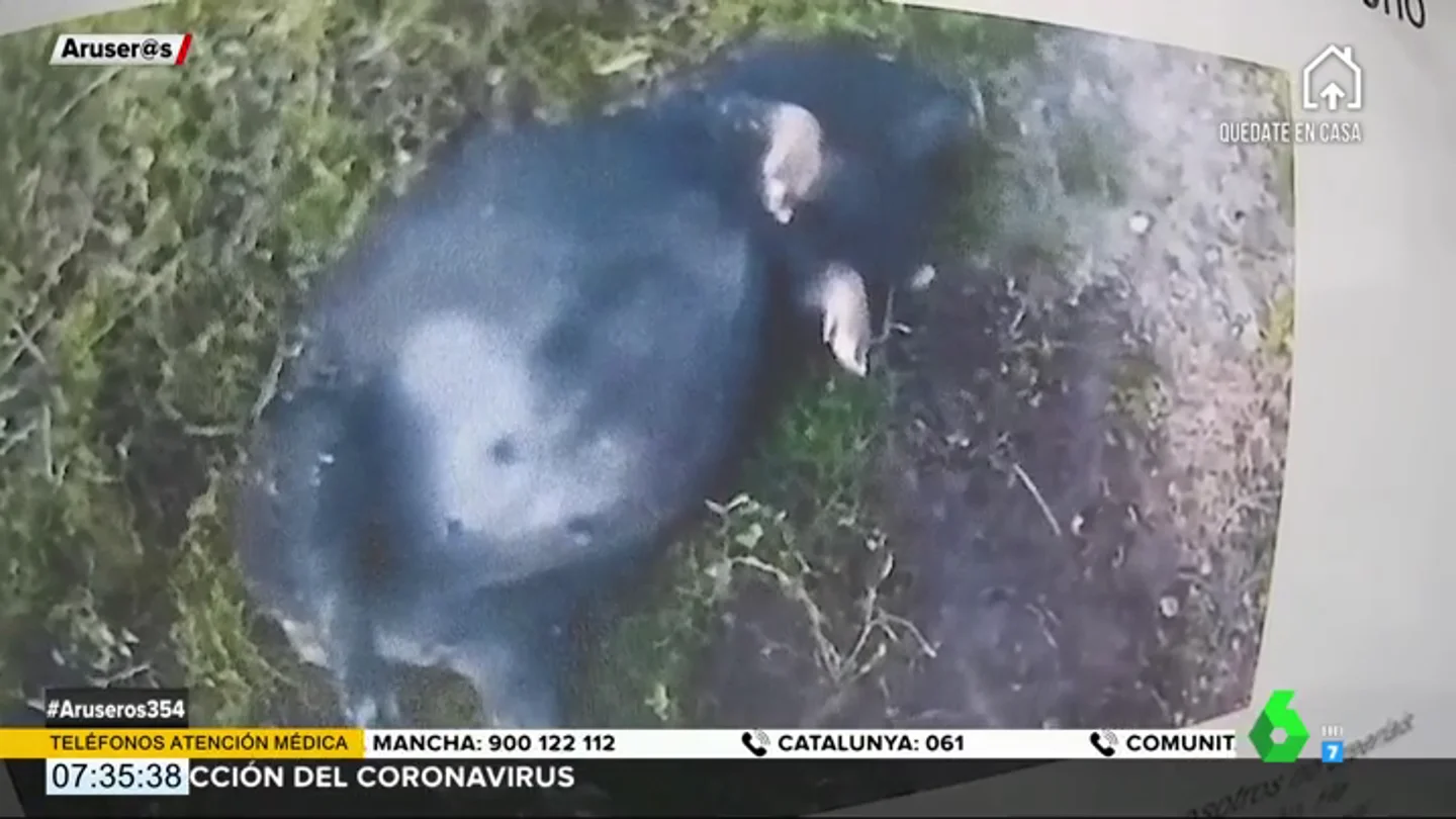 La "borrachera" de un cerdo y su "siesta de después" se vuelven virales en redes La "borrachera" de un cerdo y su "siesta de después" se vuelven virales en redes