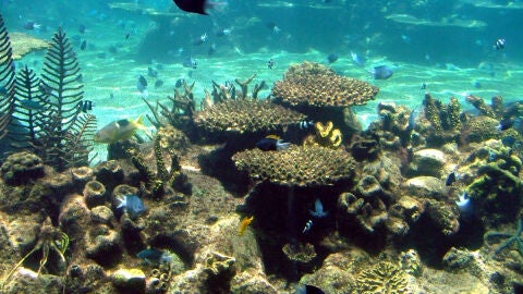 Barrera de coral