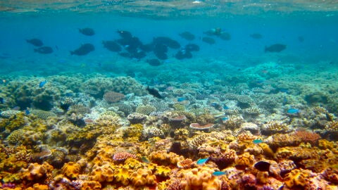 Barrera de coral