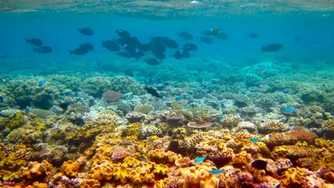 Barrera de coral Barrera de coral