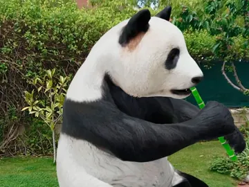 Oso panda virtual Oso panda virtual