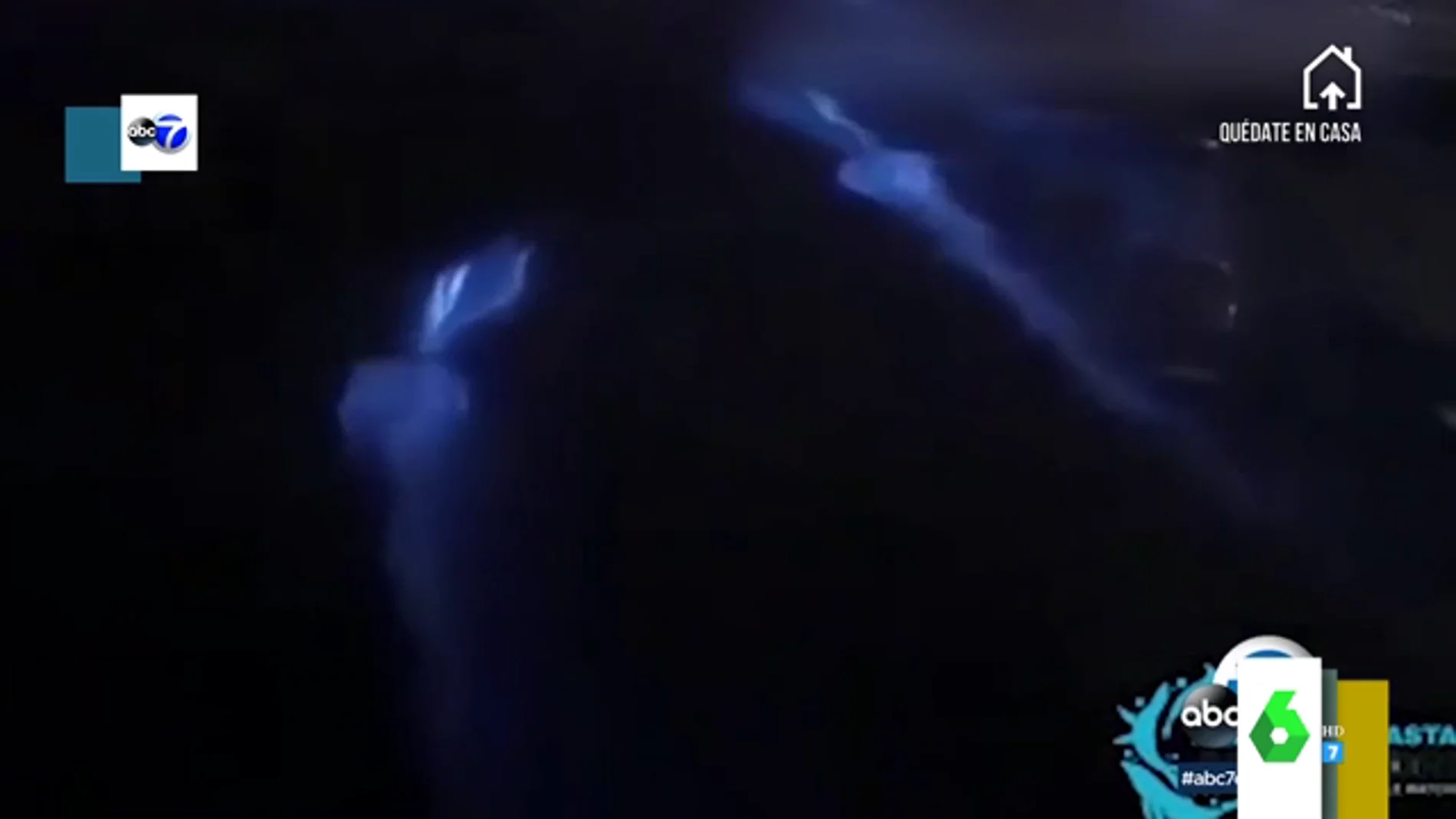 Delfines brillan tras atravesar olas bioluminiscentes