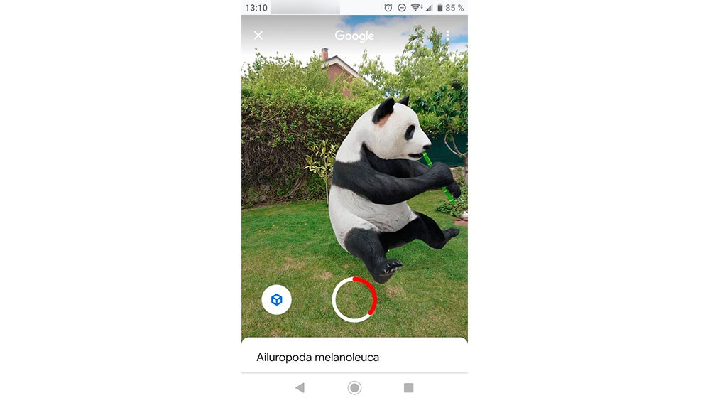 Grabando el vídeo de un Panda en el jardín