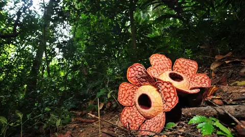 Rafflesia Rafflesia
