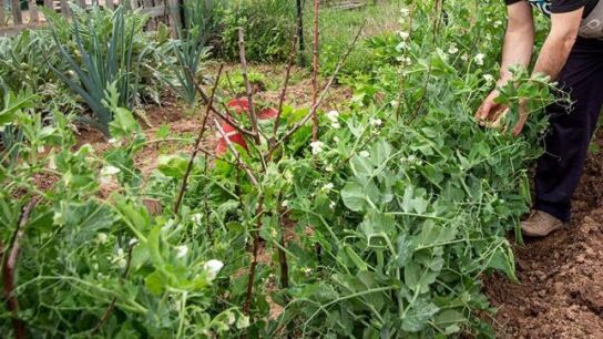 Una persona trabaja un huerto.